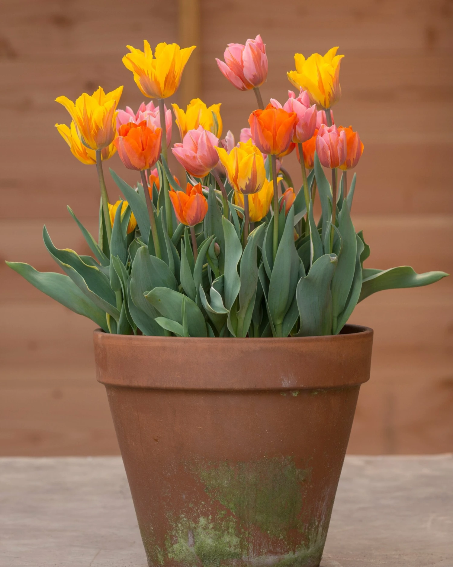 Tulip Collection 'Irene's Heirloom' 1 Tulip Collection 'Irene's Heirloom'