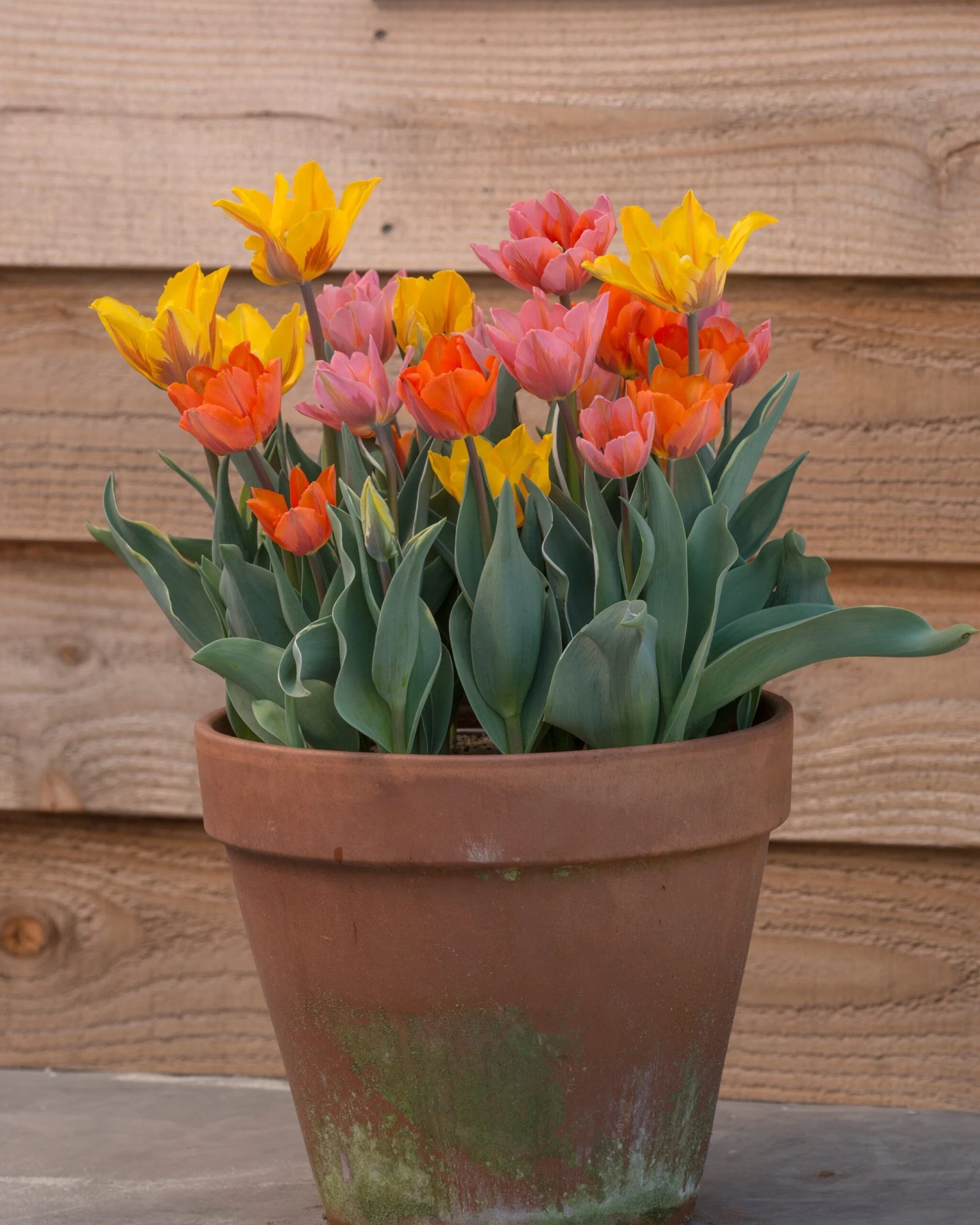 Tulip Collection 'Irene's Heirloom' 13 Tulip Collection 'Irene's Heirloom' - Image 13