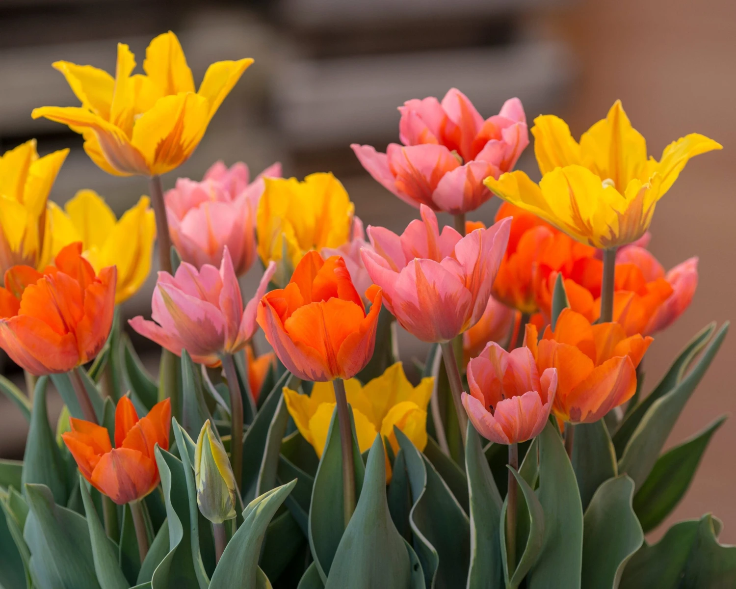 Tulip Collection 'Irene's Heirloom' 5 Tulip Collection 'Irene's Heirloom' - Image 5