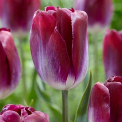 Tulip 'Kansas Proud'