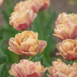 New Products -Cheap Ethereal Yard Store tulip la belle epoque 7 scaled