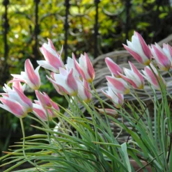 Tulip 'Lady Jane' -Cheap Ethereal Yard Store tulip lady jane 2