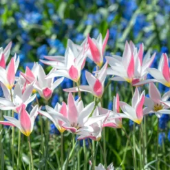 Tulip 'Lady Jane' -Cheap Ethereal Yard Store tulip lady jane 3