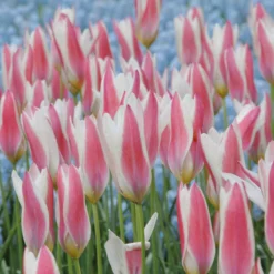 Tulip 'Lady Jane' -Cheap Ethereal Yard Store tulip lady jane 4