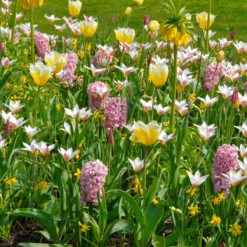 Tulip 'Lady Jane' -Cheap Ethereal Yard Store tulip lady jane 5