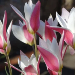 Tulip 'Lady Jane' -Cheap Ethereal Yard Store tulip lady jane 6 scaled