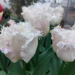 Tulip 'Lady Smile' -Cheap Ethereal Yard Store tulip lady smile 1 b50a7c9d eee8 45f2 8bc4 6e8a6374d6f6