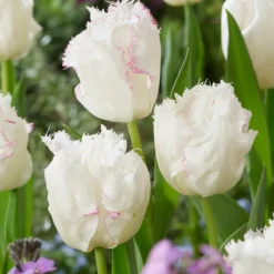 Tulip 'Lady Smile' -Cheap Ethereal Yard Store tulip lady smile 2