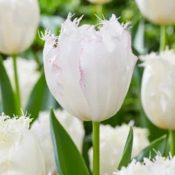 Tulip 'Lady Smile' -Cheap Ethereal Yard Store tulip lady smile 4