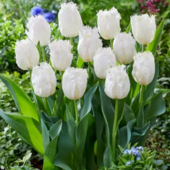 Tulip 'Lady Smile' -Cheap Ethereal Yard Store tulip lady smile 5