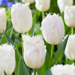 Tulip 'Lady Smile' -Cheap Ethereal Yard Store tulip lady smile 6