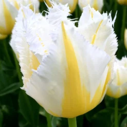 Tulip 'Lemon Beauty'