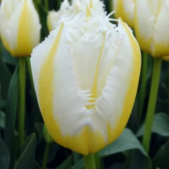 Tulip 'Lemon Beauty' -Cheap Ethereal Yard Store tulip lemon beauty 01 scaled