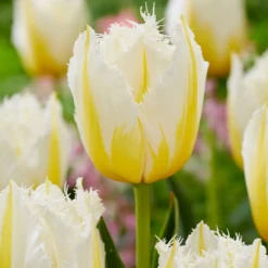 Tulip 'Lemon Beauty' -Cheap Ethereal Yard Store tulip lemon beauty 2