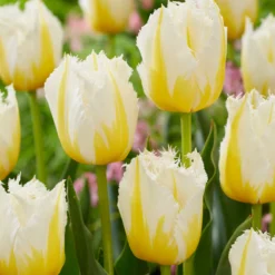 Tulip 'Lemon Beauty' -Cheap Ethereal Yard Store tulip lemon beauty 3