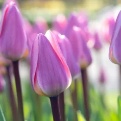 Tulip 'Light And Dreamy' -Cheap Ethereal Yard Store tulip light and dreamy 00