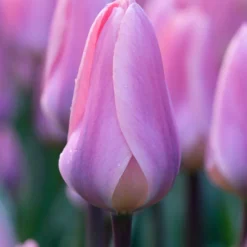 Tulip 'Light And Dreamy' -Cheap Ethereal Yard Store tulip light and dreamy 01