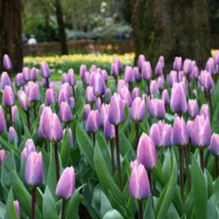 Tulip 'Light And Dreamy' -Cheap Ethereal Yard Store tulip light and dreamy 2