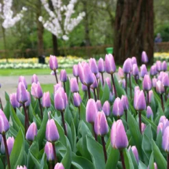 Tulip 'Light And Dreamy' -Cheap Ethereal Yard Store tulip light and dreamy 3