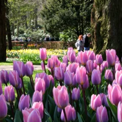 Tulip 'Light And Dreamy' -Cheap Ethereal Yard Store tulip light and dreamy 4