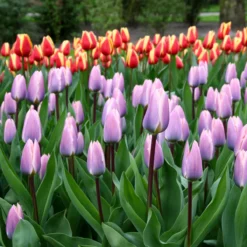 Tulip 'Light And Dreamy' -Cheap Ethereal Yard Store tulip light and dreamy 5