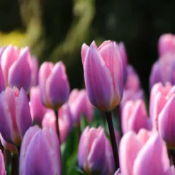 Tulip 'Light And Dreamy' -Cheap Ethereal Yard Store tulip light and dreamy 6