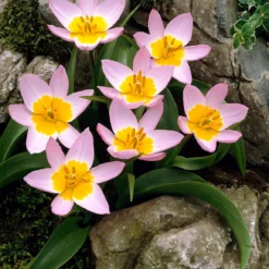 Tulip 'Lilac Wonder' -Cheap Ethereal Yard Store tulip lilac wonder 00