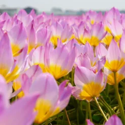 Tulip 'Lilac Wonder' -Cheap Ethereal Yard Store tulip lilac wonder 2