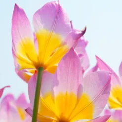 Tulip 'Lilac Wonder' -Cheap Ethereal Yard Store tulip lilac wonder 3