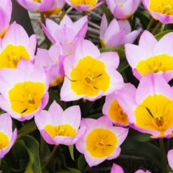 Tulip 'Lilac Wonder' -Cheap Ethereal Yard Store tulip lilac wonder 4