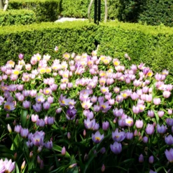 Tulip 'Lilac Wonder' -Cheap Ethereal Yard Store tulip lilca wonder 6 scaled