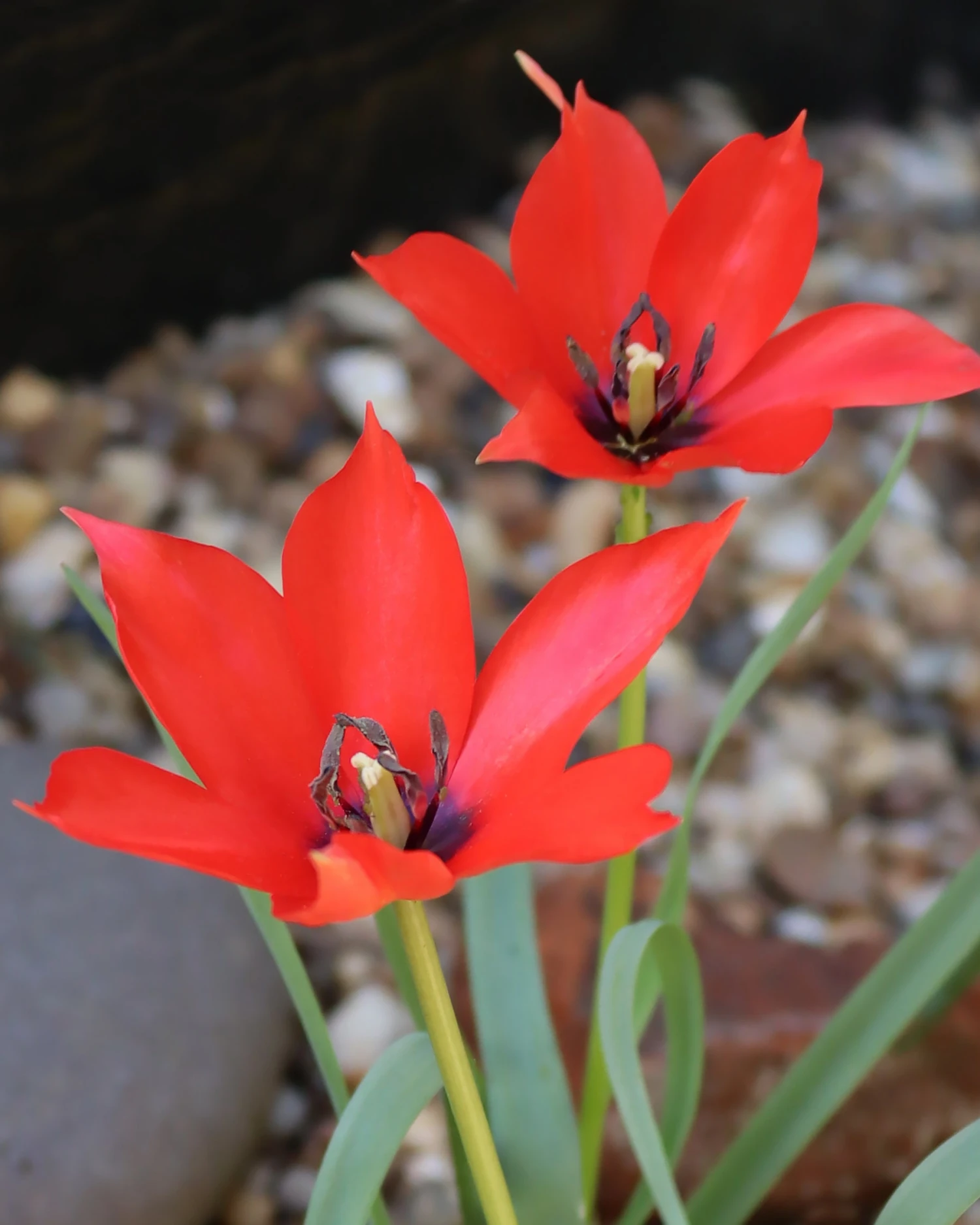 Tulip Linifolia 1 Tulip Linifolia
