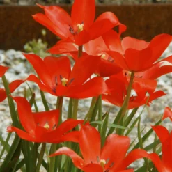 Tulip Linifolia 11 Tulip Linifolia -Cheap Ethereal Yard Store tulip linifolia 1