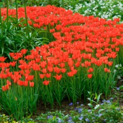 Tulip Linifolia 10 Tulip Linifolia -Cheap Ethereal Yard Store tulip linifolia 3