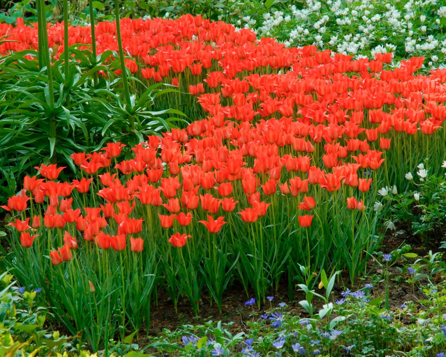 Tulip Linifolia 5 Tulip Linifolia - Image 5