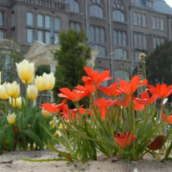 Tulip Linifolia 9 Tulip Linifolia -Cheap Ethereal Yard Store tulip linifolia 4 scaled