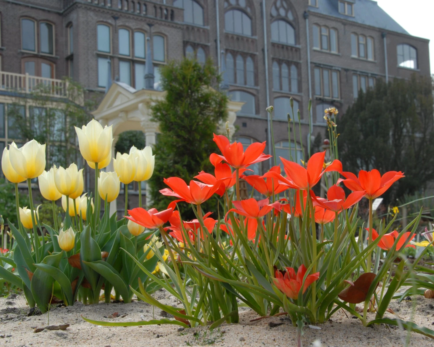 Tulip Linifolia 4 Tulip Linifolia - Image 4