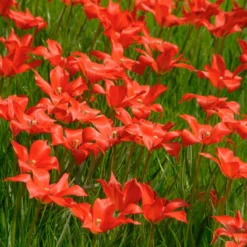 Tulip Linifolia 8 Tulip Linifolia -Cheap Ethereal Yard Store tulip linifolia 5 scaled