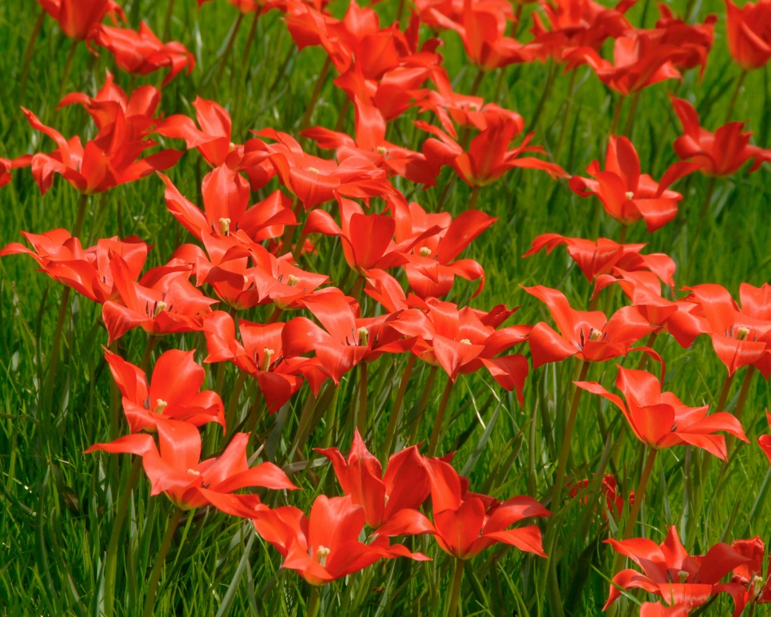 Tulip Linifolia 3 Tulip Linifolia - Image 3