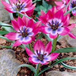 Tulip 'Little Beauty'