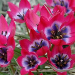 Tulip 'Little Beauty' -Cheap Ethereal Yard Store tulip little beauty 00 4233253b 4869 40a9 8e1d 1c39b1daf78a scaled