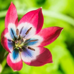 Tulip 'Little Beauty' -Cheap Ethereal Yard Store tulip little beauty 1 scaled