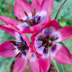 Tulip 'Little Beauty' -Cheap Ethereal Yard Store tulip little beauty 10