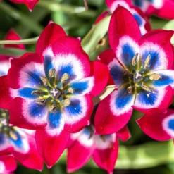 Tulip 'Little Beauty' -Cheap Ethereal Yard Store tulip little beauty 3 scaled