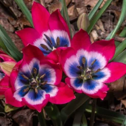 Tulip 'Little Beauty' -Cheap Ethereal Yard Store tulip little beauty 4 scaled