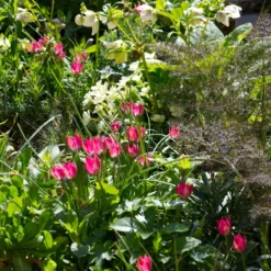 Tulip 'Little Beauty' -Cheap Ethereal Yard Store tulip little beauty 5 scaled