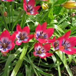 Tulip 'Little Beauty' -Cheap Ethereal Yard Store tulip little beauty 6 scaled