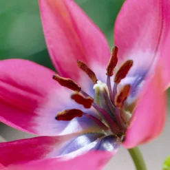 Tulip 'Little Beauty' -Cheap Ethereal Yard Store tulip little beauty 7