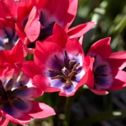 Tulip 'Little Beauty' -Cheap Ethereal Yard Store tulip little beauty 8