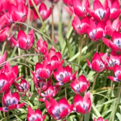 Tulip 'Little Beauty' -Cheap Ethereal Yard Store tulip little beauty 9 scaled